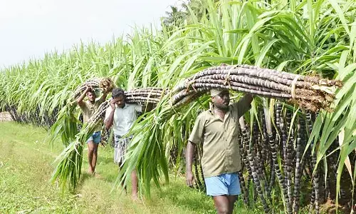 फसल चक्र की बढ़ेगी समय सीमा, कर्ज चुकाने किसानों को मिलेगा दोगुना समय