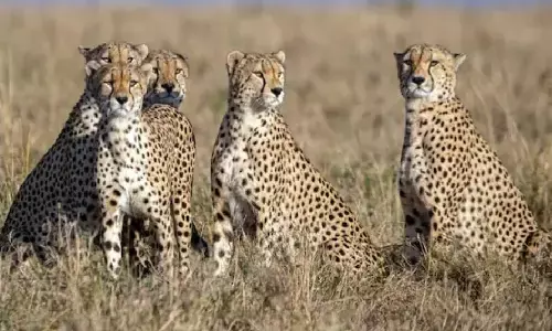 नामीबिया से लाए जाएंगे और 14 चीते, इन्हे किस नेशनल पार्क में छोड़ा जाएगा? नामीबिया से लाए जाएंगे और 14 चीते, इन्हे किस नेशनल पार्क में छोड़ा जाएगा?