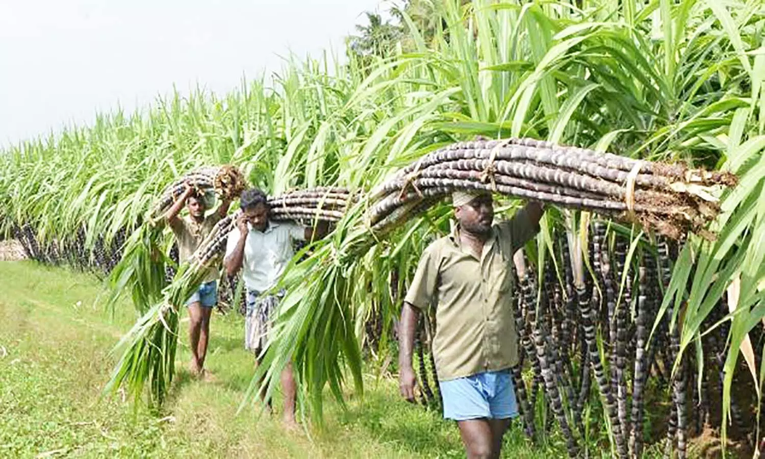 फसल चक्र की बढ़ेगी समय सीमा, कर्ज चुकाने किसानों को मिलेगा दोगुना समय फसल चक्र की बढ़ेगी समय सीमा, कर्ज चुकाने किसानों को मिलेगा दोगुना समय