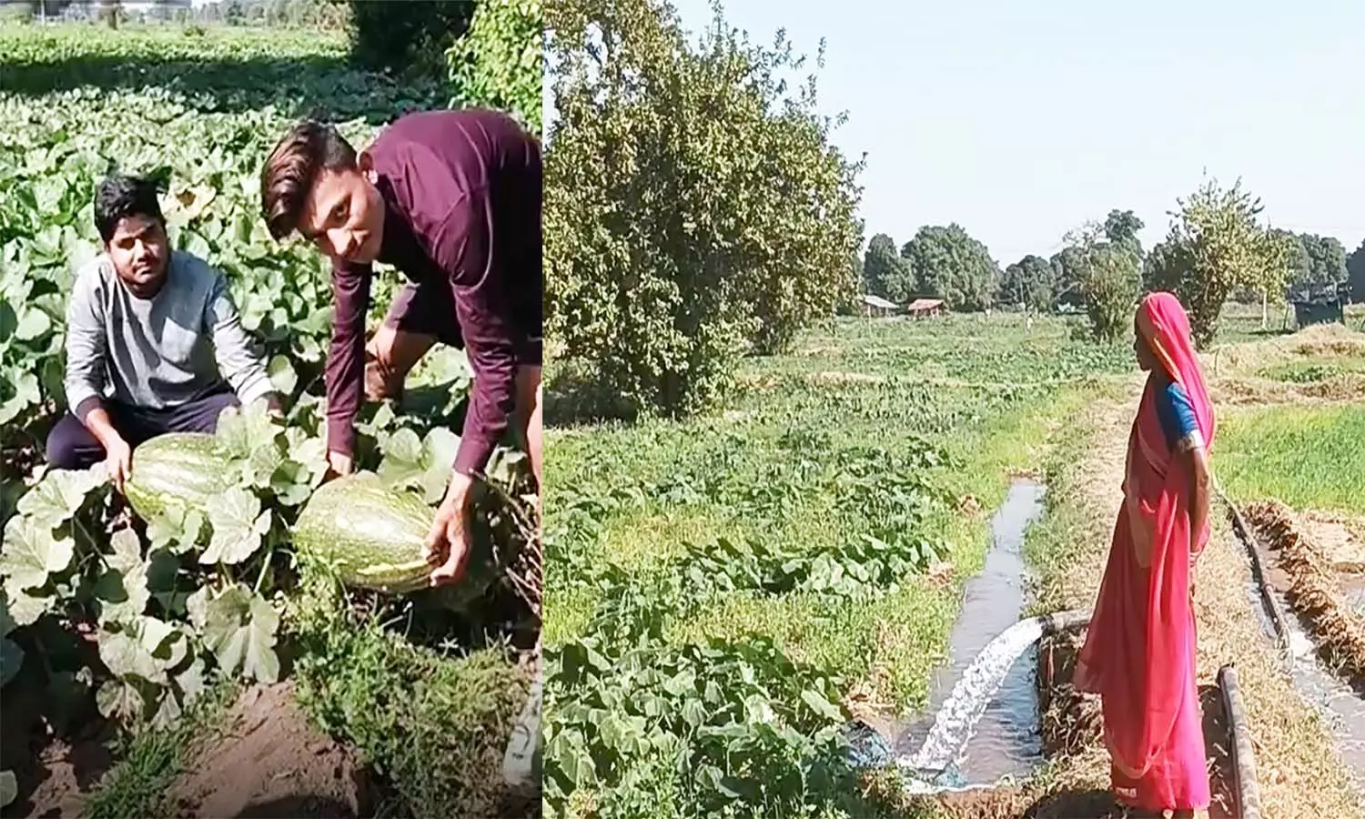 एमपी के इटारसी में कद्दू की खेती बनी वरदान, किसान कमा रहे लाखों रुपए