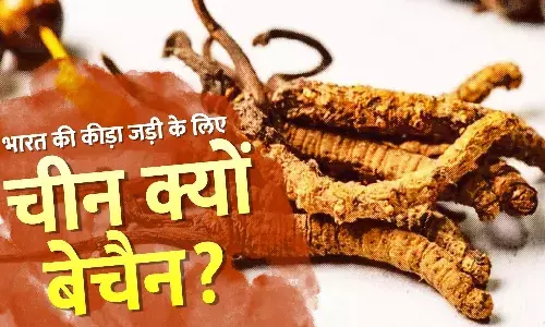 क्या है कीड़ा जड़ी? जिसके लिए चीनी सैनिक अरुणाचल तक घुसपैठ करते हैं, कैटरपिलर से बन जाती है औषधी