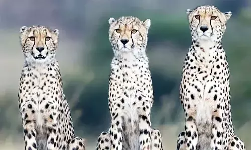 एमपी के कूनो नेशनल पार्क में नामीबियाई चीतों का फरवरी माह से दीदार कर सकेंगे पर्यटक