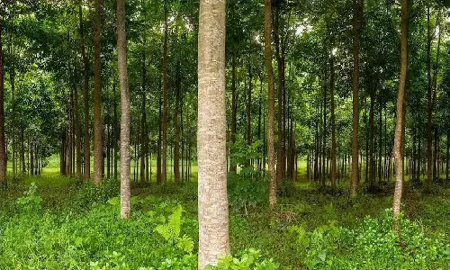 घर के बाहर ये पेड़ लगा डाला तो मच्छर नहीं कर पाएंगे झिंगालाला! कमाई होगी अलग