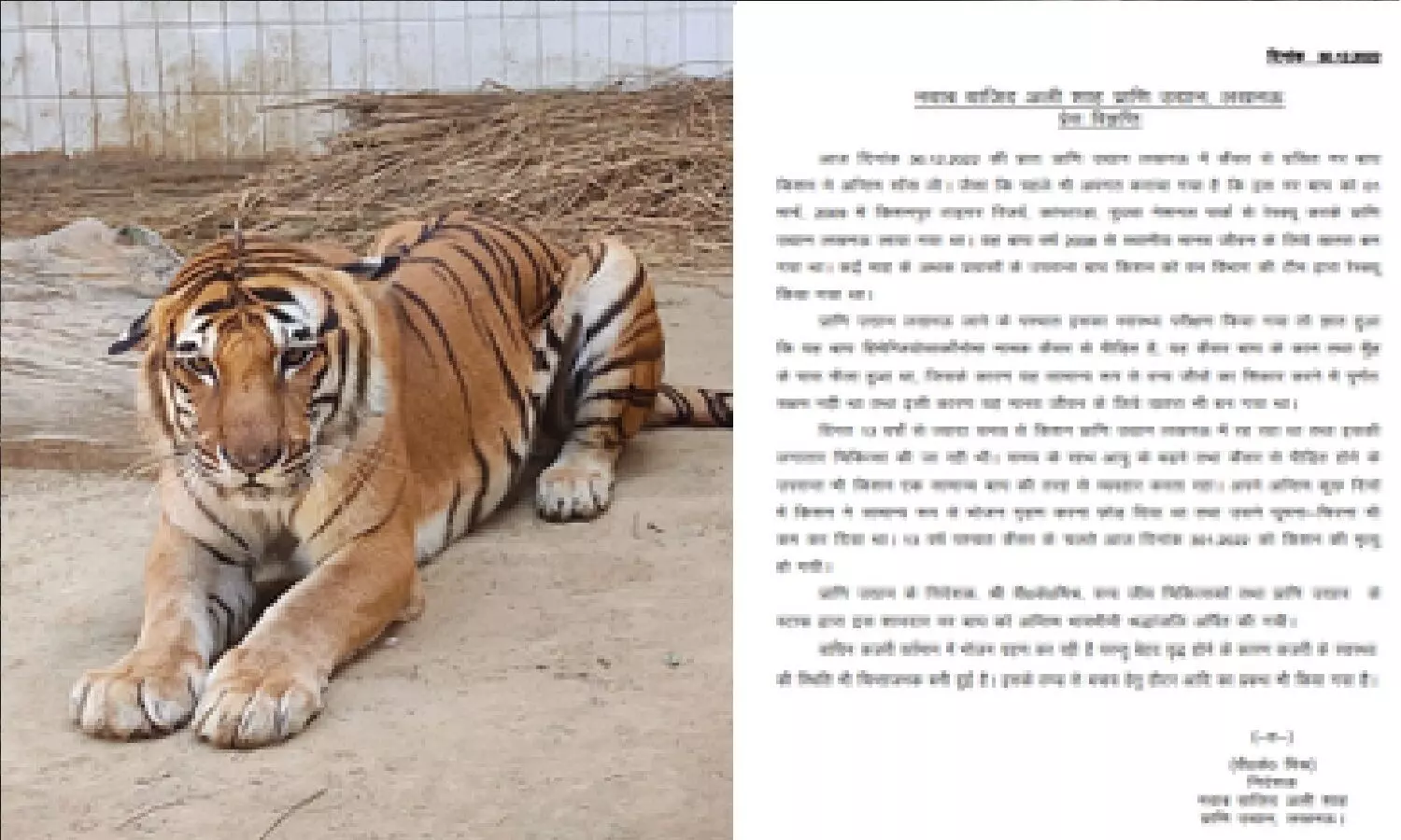 Lucknow ZOO का टाइगर किशन अब नहीं रहा, कई सालों से कैंसर से जूझ रहा था