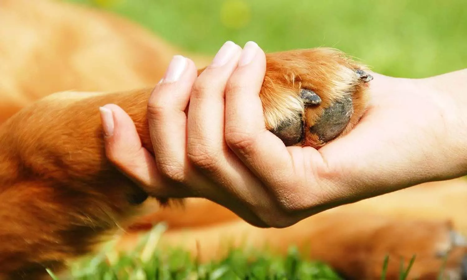 नए रेगुलेशन से देश भर के पशुओं को मिलेगा चिकित्सा का अधिकार