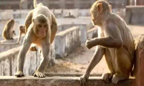 आंगन में सो रहे 2 महीने के बच्चे को बंदर ने उठाकर छत से नीचे फेंक दिया, मौत!