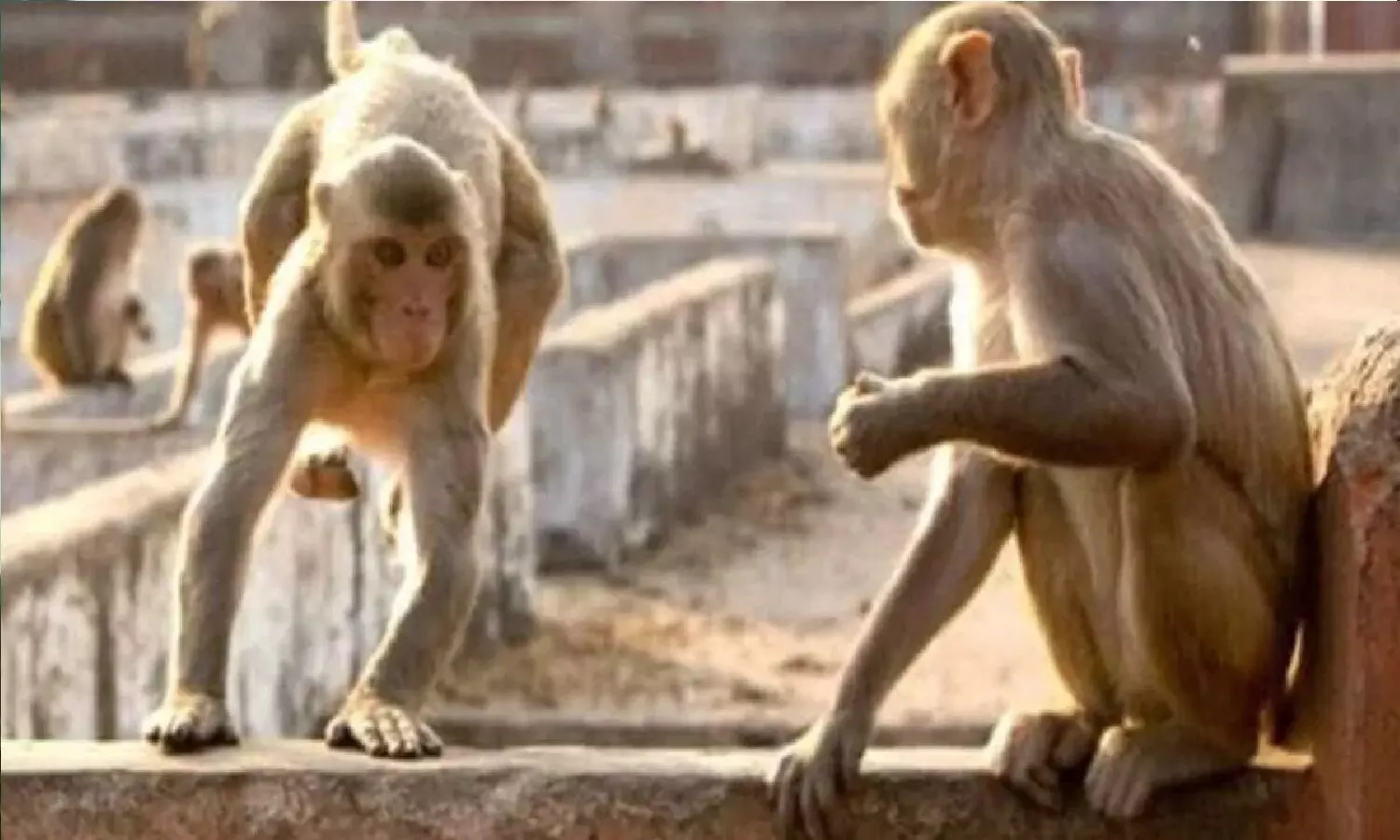 आंगन में सो रहे 2 महीने के बच्चे को बंदर ने उठाकर छत से नीचे फेंक दिया, मौत!