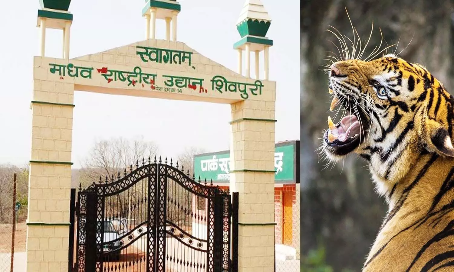 एमपी के माधव नेशनल पार्क शिवपुरी में फिर सुनाई देगी बाघों की दहाड़, लाए जाएंगे पांच टाइगर