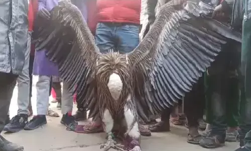 कानपुर में दिखा विलुप्त हो चुका सफ़ेद गिद्ध, कभी हिमालय इस शानदार पंछी का घर हुआ करता था कानपुर में दिखा विलुप्त हो चुका सफ़ेद गिद्ध, कभी हिमालय इस शानदार पंछी का घर हुआ करता था