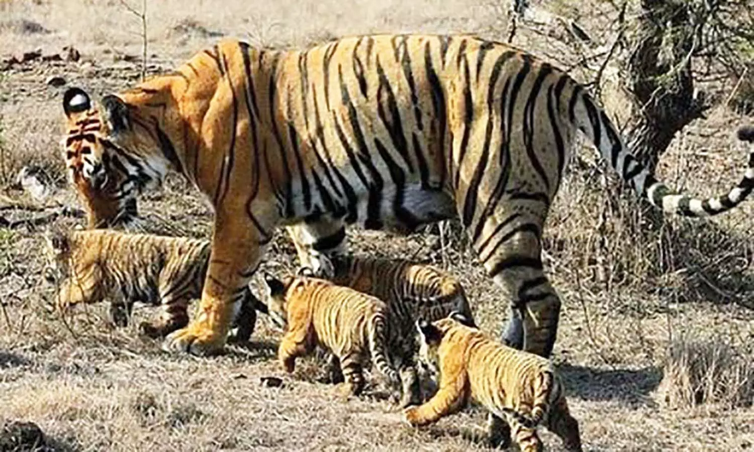 एमपी के पन्ना टाइगर रिजर्व से माधव नेशनल पार्क शिवपुरी भेजी जाएगी बाघिन