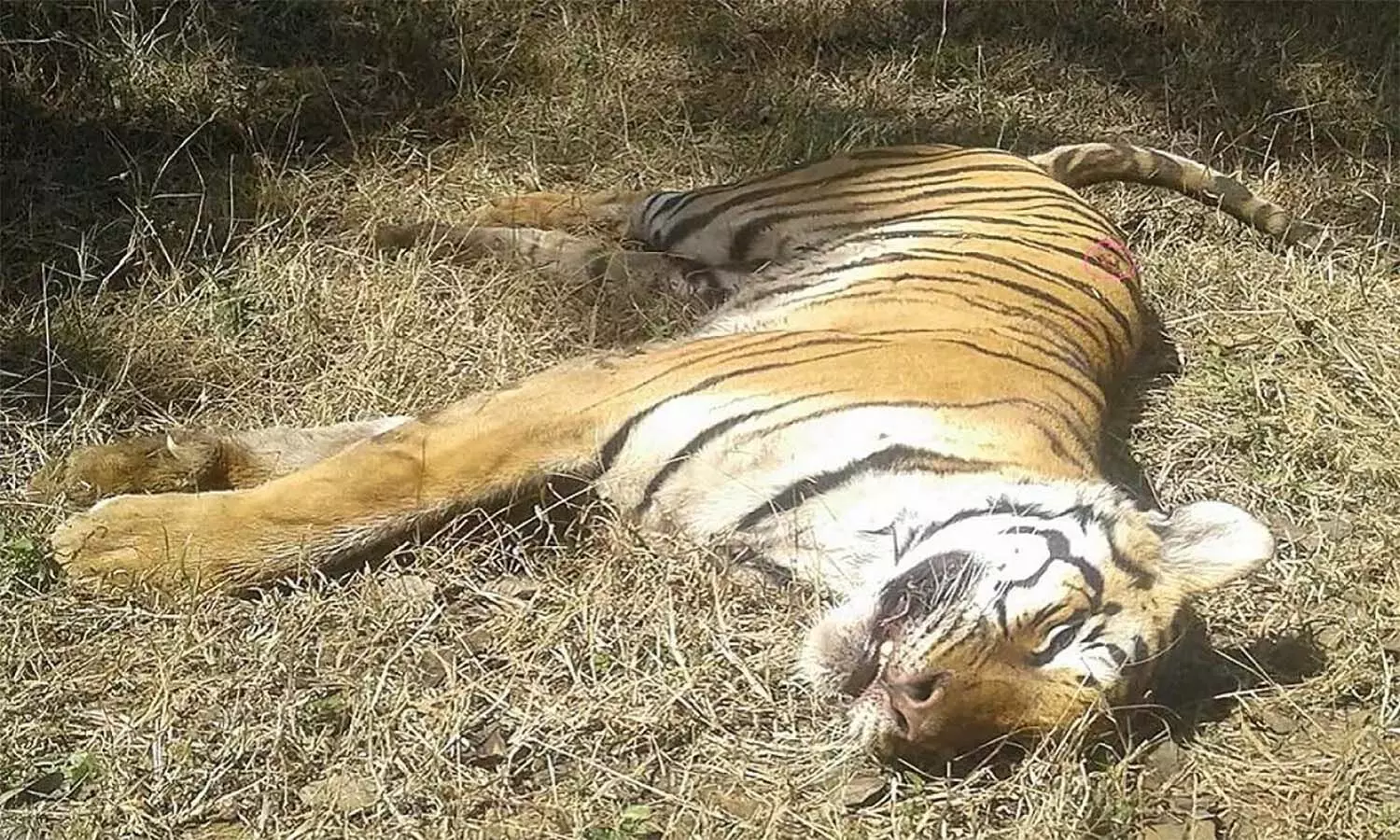 एमपी के सिवनी में करंट लगाकर किया बाघ का शिकार, जंगल में मिला शव