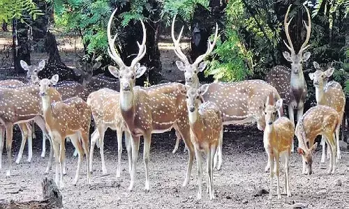 MP News: नर्मदापुरम के सतपुड़ा टाइगर रिजर्व में छोड़े गए 20 बारहसिंगा