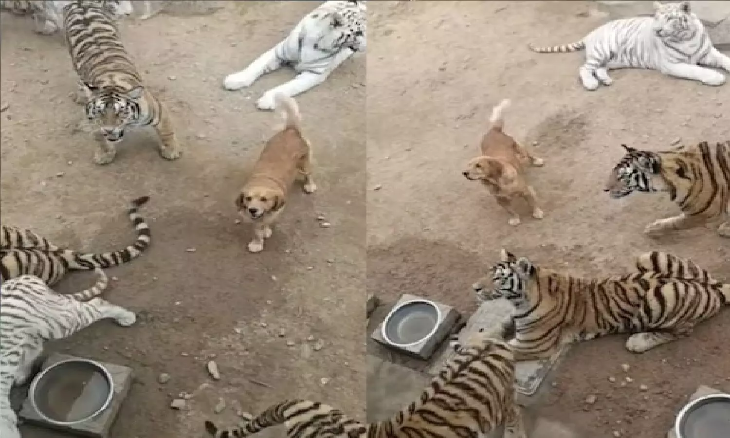 मध्य प्रदेश के बाघों को कुत्तों से खतरा! Tigers को बचाने के लिए Dogs को वैक्सीन लग रही