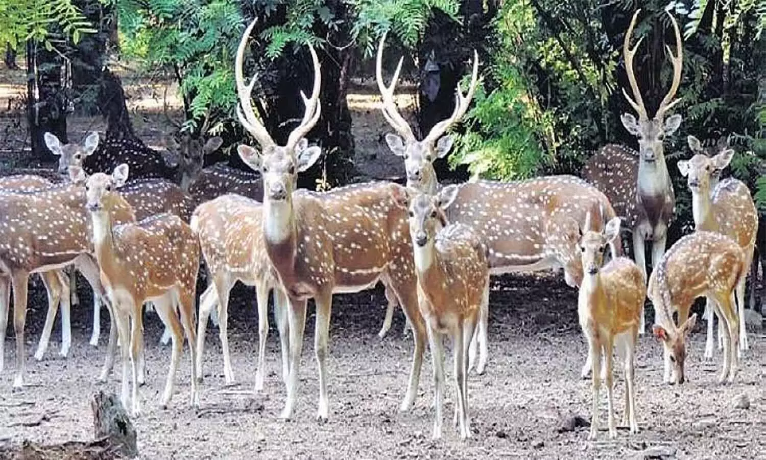 MP News: नर्मदापुरम के सतपुड़ा टाइगर रिजर्व में छोड़े गए 20 बारहसिंगा