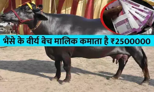 Thailand Breeder Buffalo