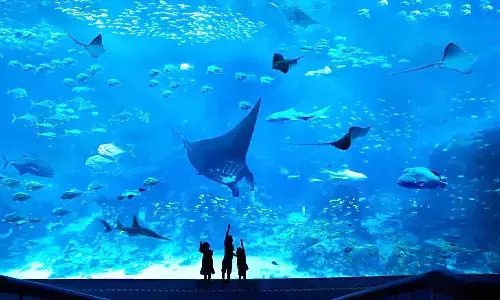 MP News: इंदौर में बनेगा अत्याधुनिक एक्वेरियम, सिर के ऊपर तैरती हुई दिखेंगी मछलियां MP News: इंदौर में बनेगा अत्याधुनिक एक्वेरियम, सिर के ऊपर तैरती हुई दिखेंगी मछलियां