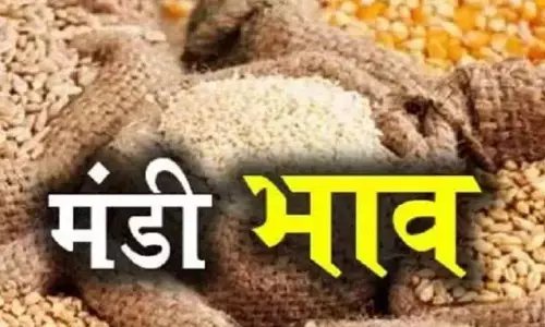 MP Mandi Bhav Latest Update