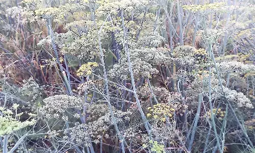 एमपी के मनावर, उमरबन में हो रही सौंफ की बंपर पैदावार, सौंफ किंग के नाम से हुआ प्रसिद्ध