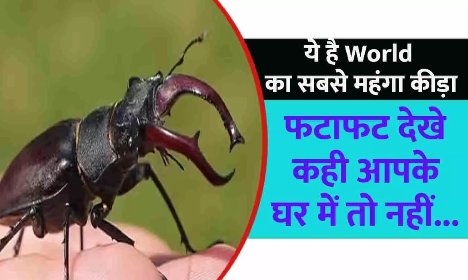 Most Expensive Stag Beetle Price