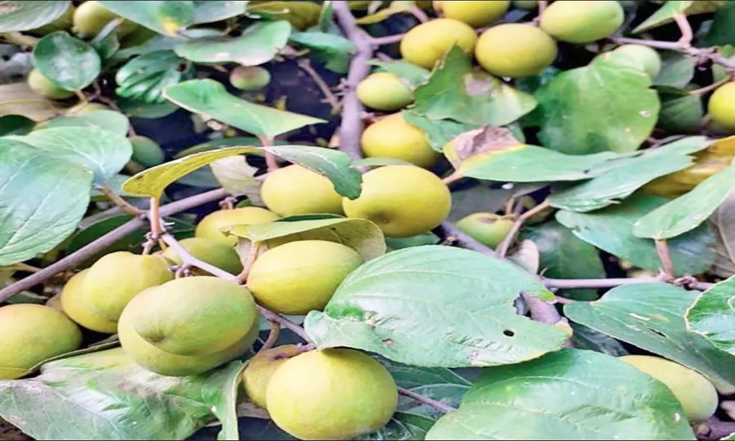 देश में केवल एमपी में हैं 101 साल पुराने त्रिलोका बेर के पेड़, इसकी खासियत व किन बीमारियों में है फायदेमंद जान लें देश में केवल एमपी में हैं 101 साल पुराने त्रिलोका बेर के पेड़, इसकी खासियत व किन बीमारियों में है फायदेमंद जान लें