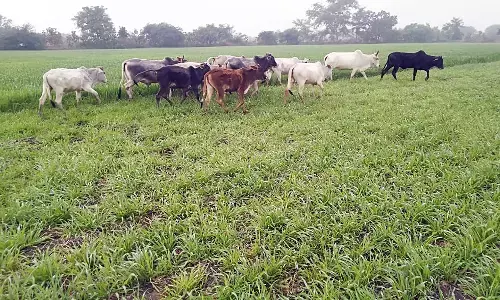 कार्यालय पहुंचे किसान: अधिकारियों को सौंपी खराब फसल, समस्या बताते हुए दी चेतावनी कार्यालय पहुंचे किसान: अधिकारियों को सौंपी खराब फसल, समस्या बताते हुए दी चेतावनी