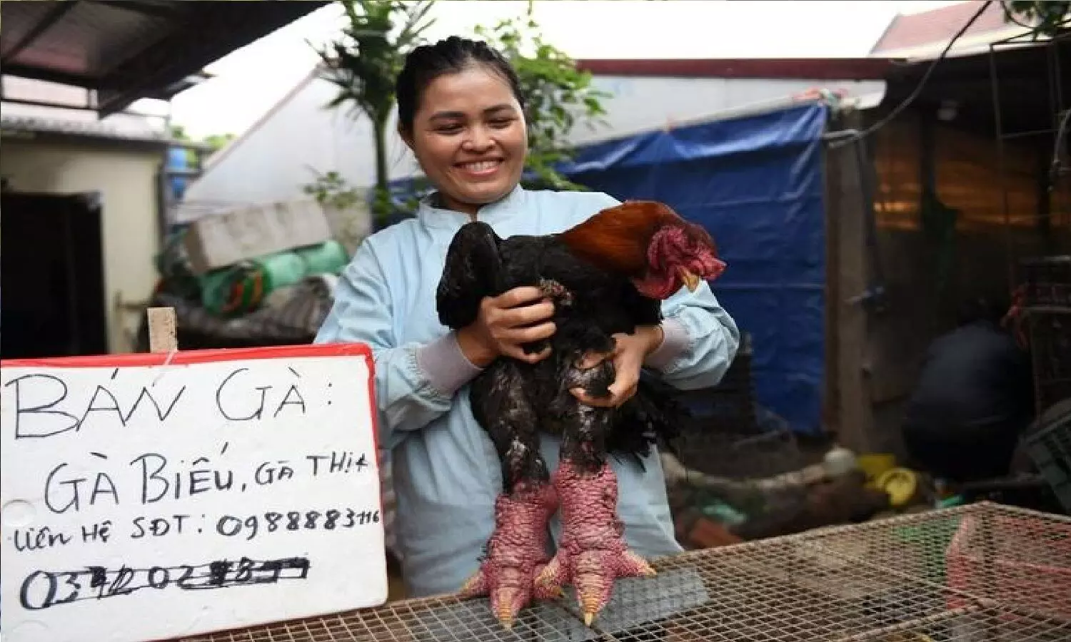 Dragon Chicken Farming Business: कड़कनाथ भी ड्रैगन चिकन के सामने कुछ नहीं, डेढ़ लाख रुपए में बिकता है एक मुर्गा