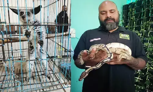 एमपी में आई उड़ने वाली गिलहरी, कंगारू की तरह दिखने वाला गलागो व यलो एनाकोंडा एमपी में आई उड़ने वाली गिलहरी, कंगारू की तरह दिखने वाला गलागो व यलो एनाकोंडा