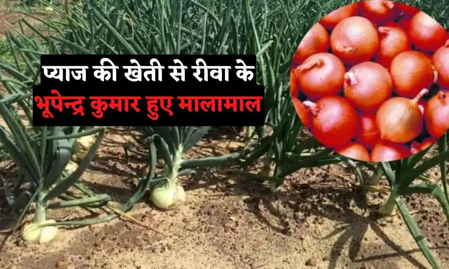 Rewa Farmers Success Story