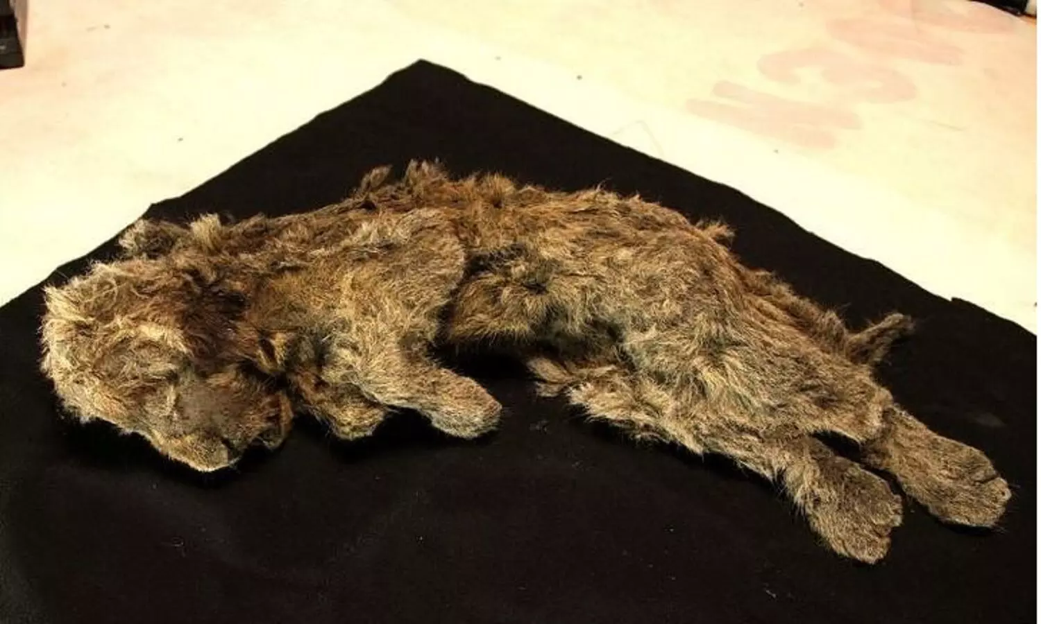 साइबेरिया में मिला 28,000 साल पुराने शेर का सुरक्षित शरीर, अब वैज्ञानिक इसे वापस जिंदा करेंगे! साइबेरिया में मिला 28,000 साल पुराने शेर का सुरक्षित शरीर, अब वैज्ञानिक इसे वापस जिंदा करेंगे!