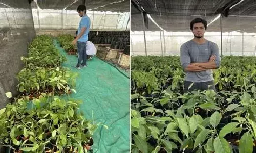 भोपाल: ब्रिटेन से बिज़नेस की पढाई करके लौटे हर्षित ने Avocado Farming शुरू की, अब लाखों की कमाई होती है भोपाल: ब्रिटेन से बिज़नेस की पढाई करके लौटे हर्षित ने Avocado Farming शुरू की, अब लाखों की कमाई होती है