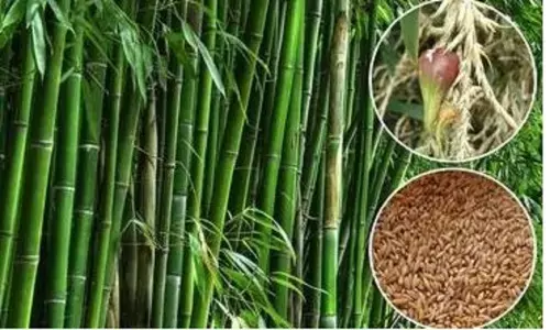 Bamboo Product Business: बांस से बनने वाले प्रोडक्ट बनाने का बिज़नेस सुपरहिट! सरकार भी मदद करती है Bamboo Product Business: बांस से बनने वाले प्रोडक्ट बनाने का बिज़नेस सुपरहिट! सरकार भी मदद करती है