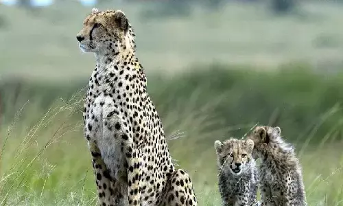 मध्य प्रदेश के कूनो नेशनल पार्क में अफ्रीका से 12 चीते लाए जा रहे हैं, अब यहां चीतों की संख्या 20 हो जाएगी मध्य प्रदेश के कूनो नेशनल पार्क में अफ्रीका से 12 चीते लाए जा रहे हैं, अब यहां चीतों की संख्या 20 हो जाएगी