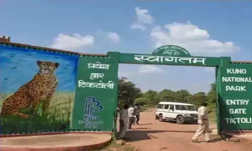 कूनो नेशनल पार्क में 20 हुई चीतों की संख्या, सीएम शिवराज ने चीतों की दूसरी खेप का स्वागत किया