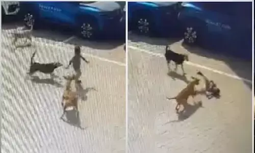 हैदराबाद में कुत्तों ने 4 साल के बच्चे को नोच खाया, मौत! घटना का वीडियो दिल दहला देगा