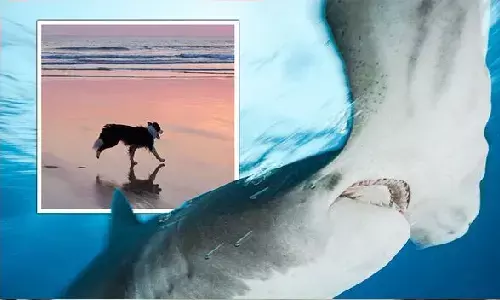 Shark Vs Dog Video: 12 फ़ीट लंबी शार्क से हुई कुत्ते की लड़ाई! कौन जीता? Shark Vs Dog Video: 12 फ़ीट लंबी शार्क से हुई कुत्ते की लड़ाई! कौन जीता?
