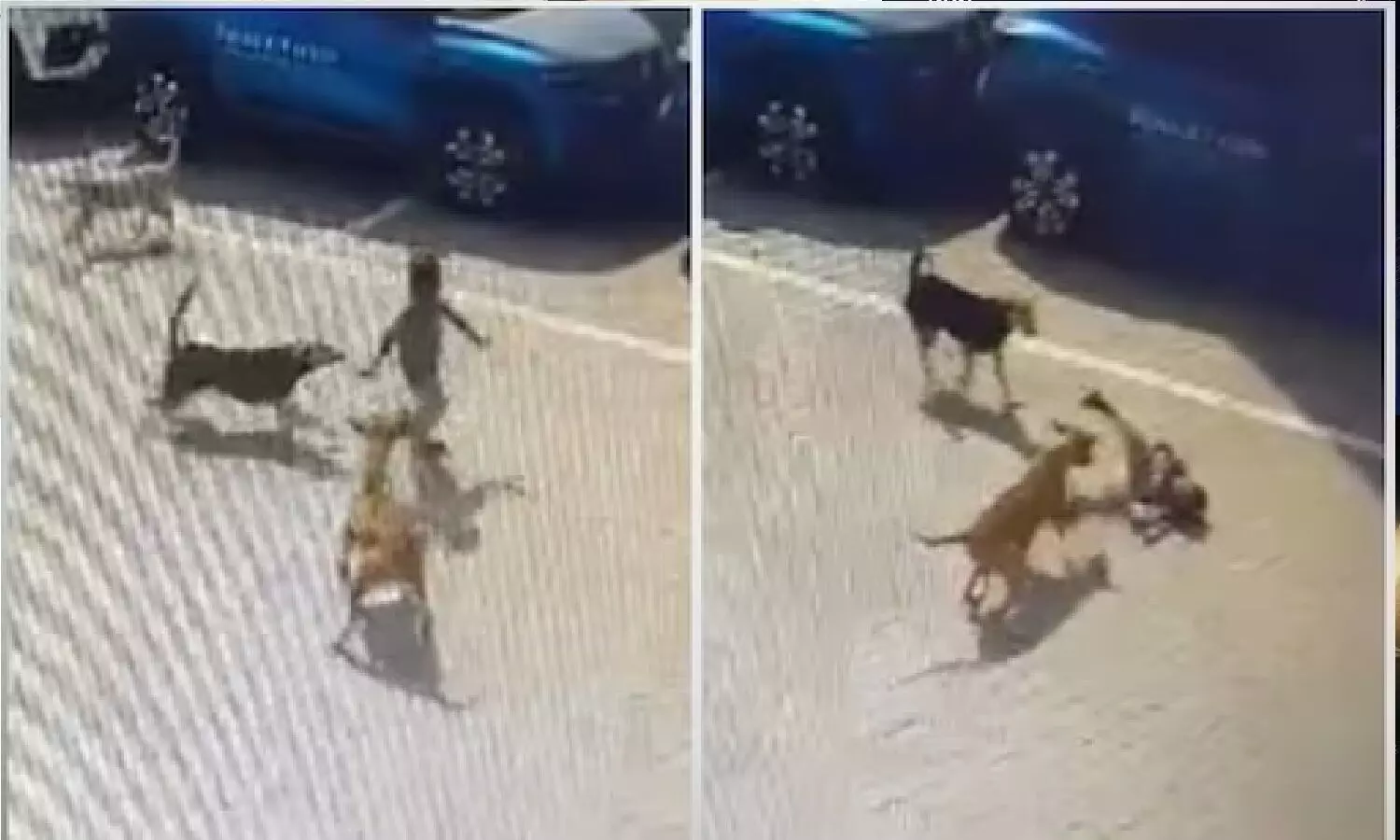 हैदराबाद में कुत्तों ने 4 साल के बच्चे को नोच खाया, मौत! घटना का वीडियो दिल दहला देगा हैदराबाद में कुत्तों ने 4 साल के बच्चे को नोच खाया, मौत! घटना का वीडियो दिल दहला देगा