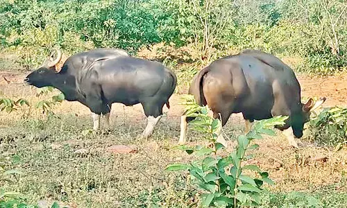 MP News: भोपाल में दो नर बायसन के लिए असम से लाई जाएंगी मादा बायसन MP News: भोपाल में दो नर बायसन के लिए असम से लाई जाएंगी मादा बायसन