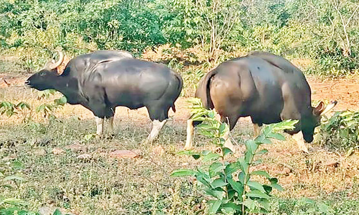 MP News: भोपाल में दो नर बायसन के लिए असम से लाई जाएंगी मादा बायसन MP News: भोपाल में दो नर बायसन के लिए असम से लाई जाएंगी मादा बायसन