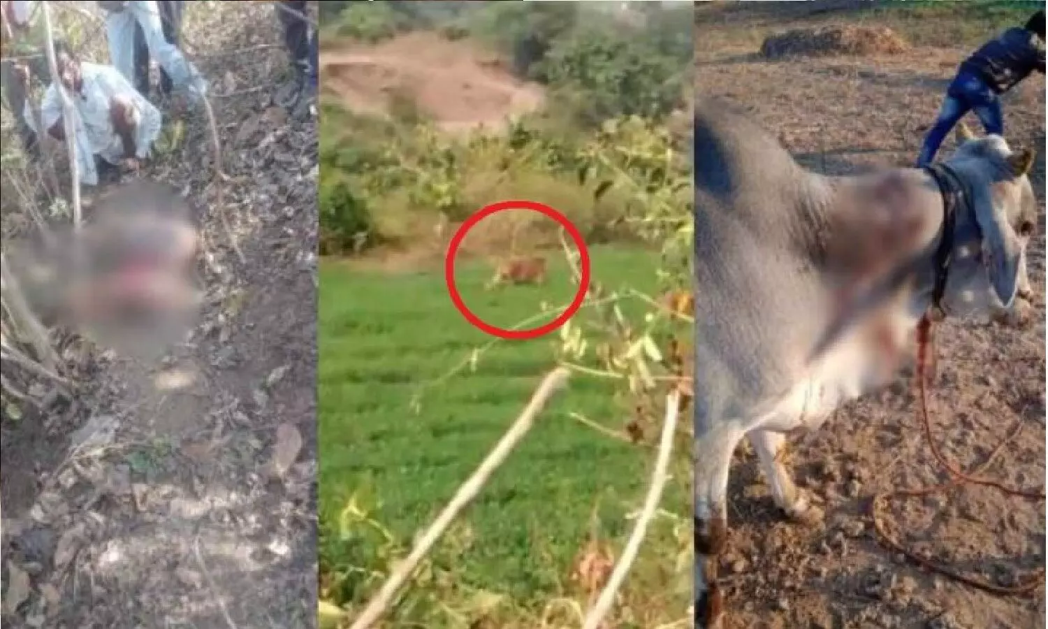 मध्य प्रदेश: बुरहानपुर में बाघ किसान को मारकर खा गया! मध्य प्रदेश: बुरहानपुर में बाघ किसान को मारकर खा गया!