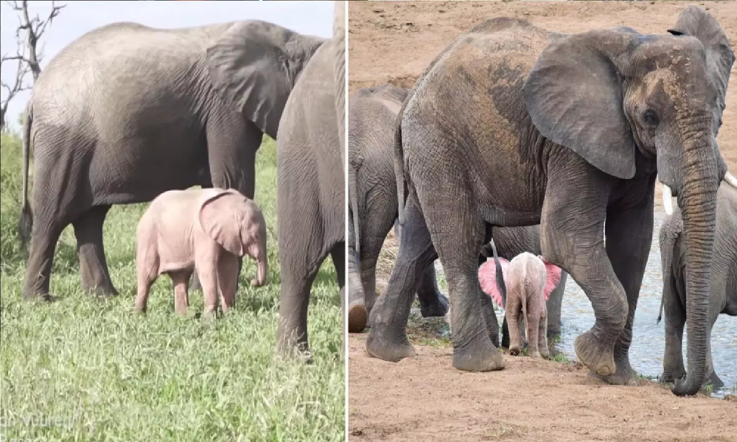 कुदरत की जादूगरी: झुंड के साथ मस्ती करता दिखाई दिया Pink Elephant! ये कैसे संभव है?