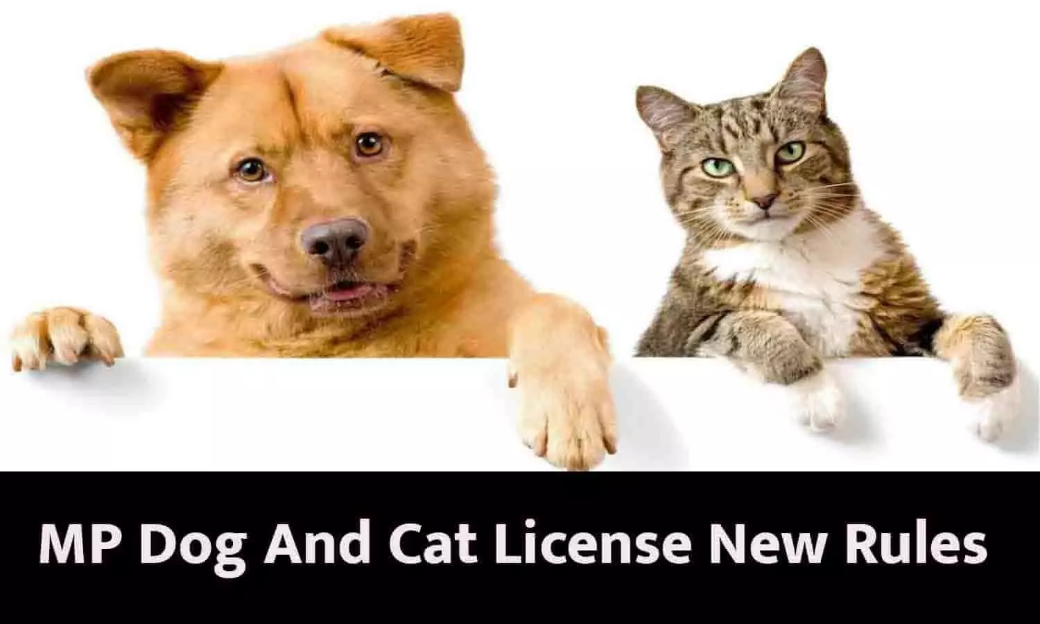 MP Dog And Cat License New Rules: एमपी में कुत्ता-बिल्ली, गाय-बैल पालने को लेकर आया नया नियम, फटाफट जाने Latest Update MP Dog And Cat License New Rules: एमपी में कुत्ता-बिल्ली, गाय-बैल पालने को लेकर आया नया नियम, फटाफट जाने Latest Update