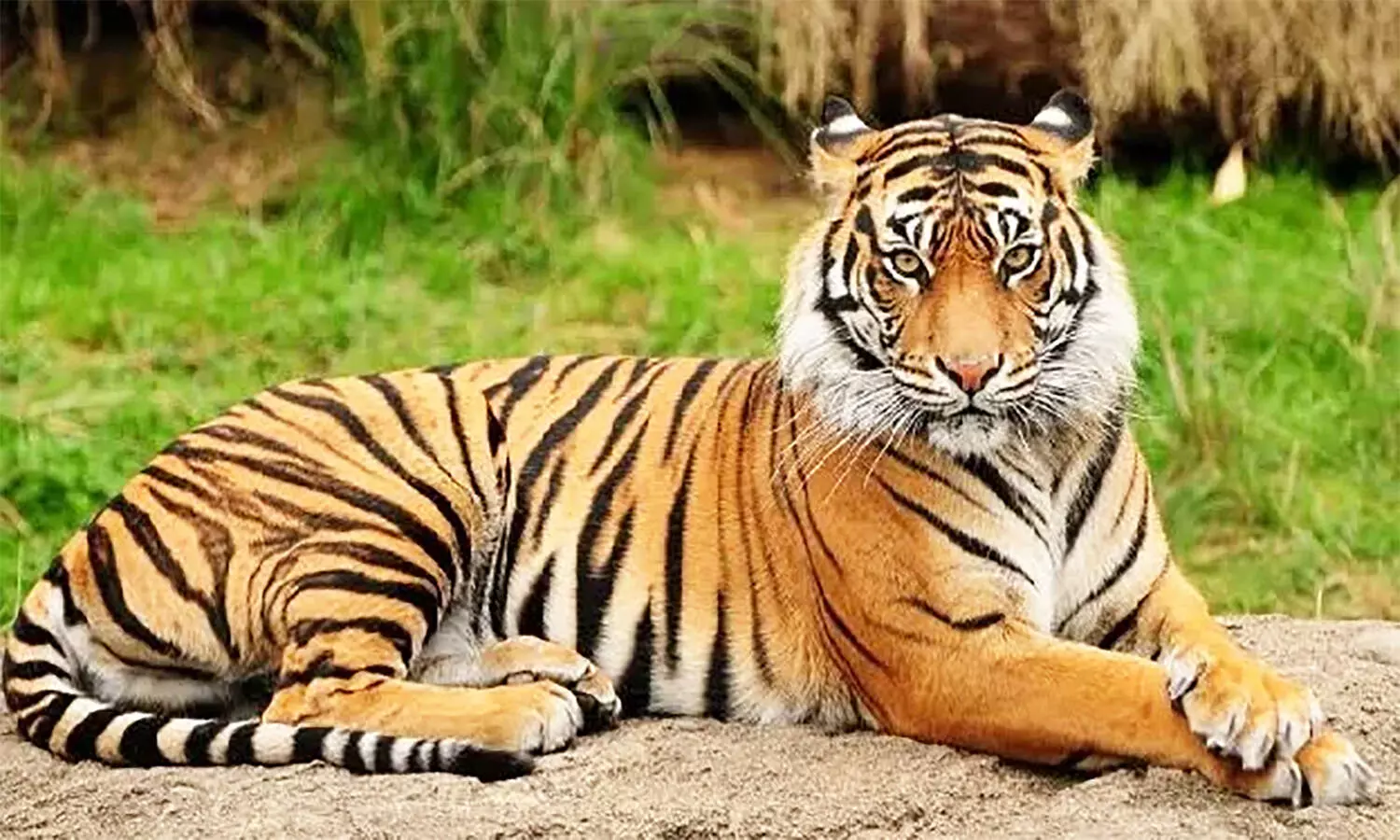 MP News: राजधानी भोपाल को मिलेगी एक और वन विहार की सौगात, 18 बाघों के लिए भी होगा नया कॉरिडोर