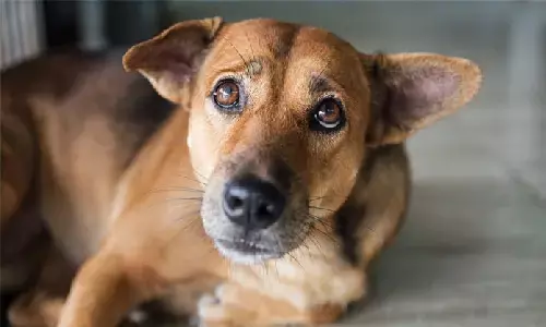 दिल्ली में कुत्ते के साथ रेप! आरोपी का वीडियो सामने आया, पुलिस ने गिरफ्तार कर लिया