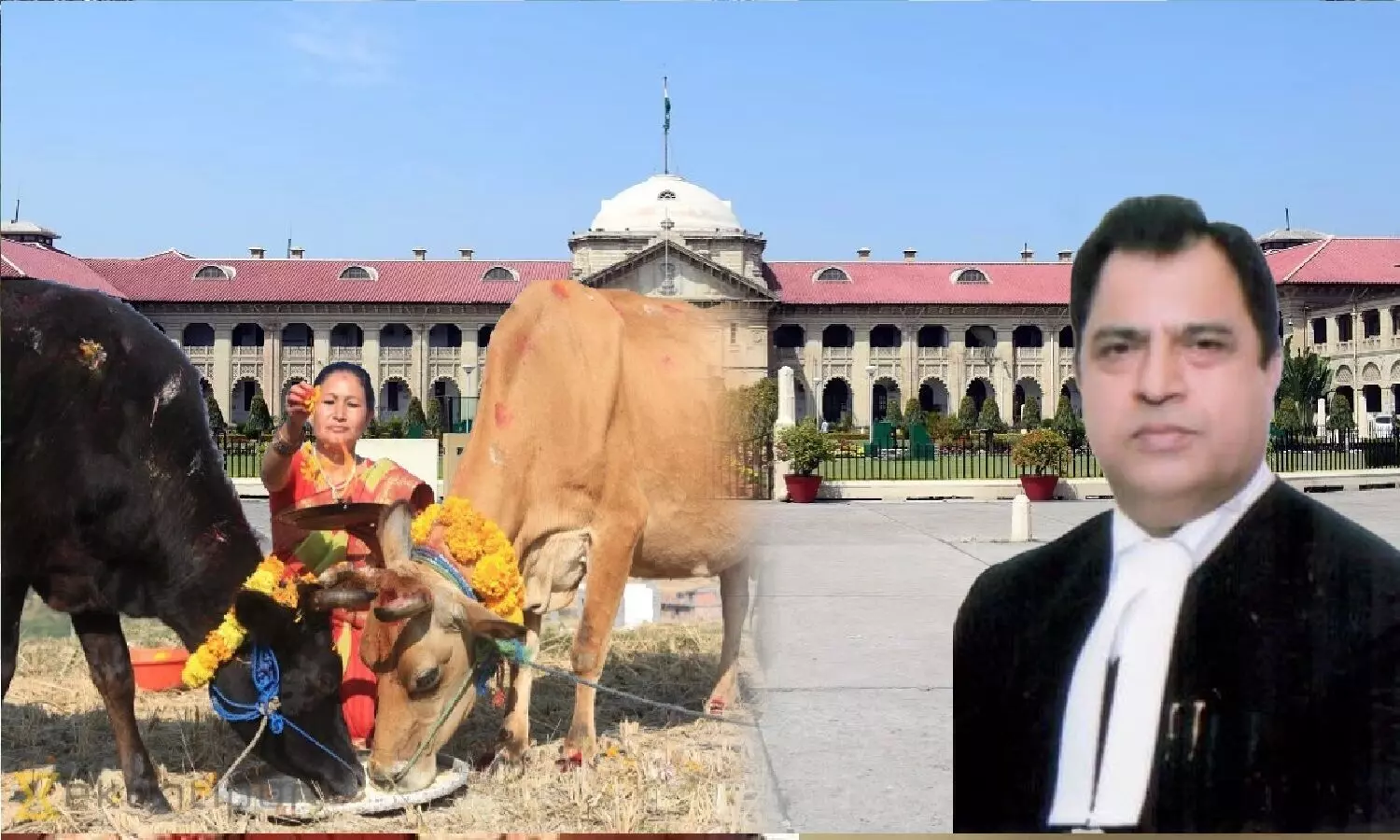 इलाहबाद HC में जस्टिस शमीम अहमद की बेंच ने कहा- गाय को राष्ट्रीय पशु घोषित करना चाहिए, गोहत्या करने वाला नर्क में सड़ने लायक