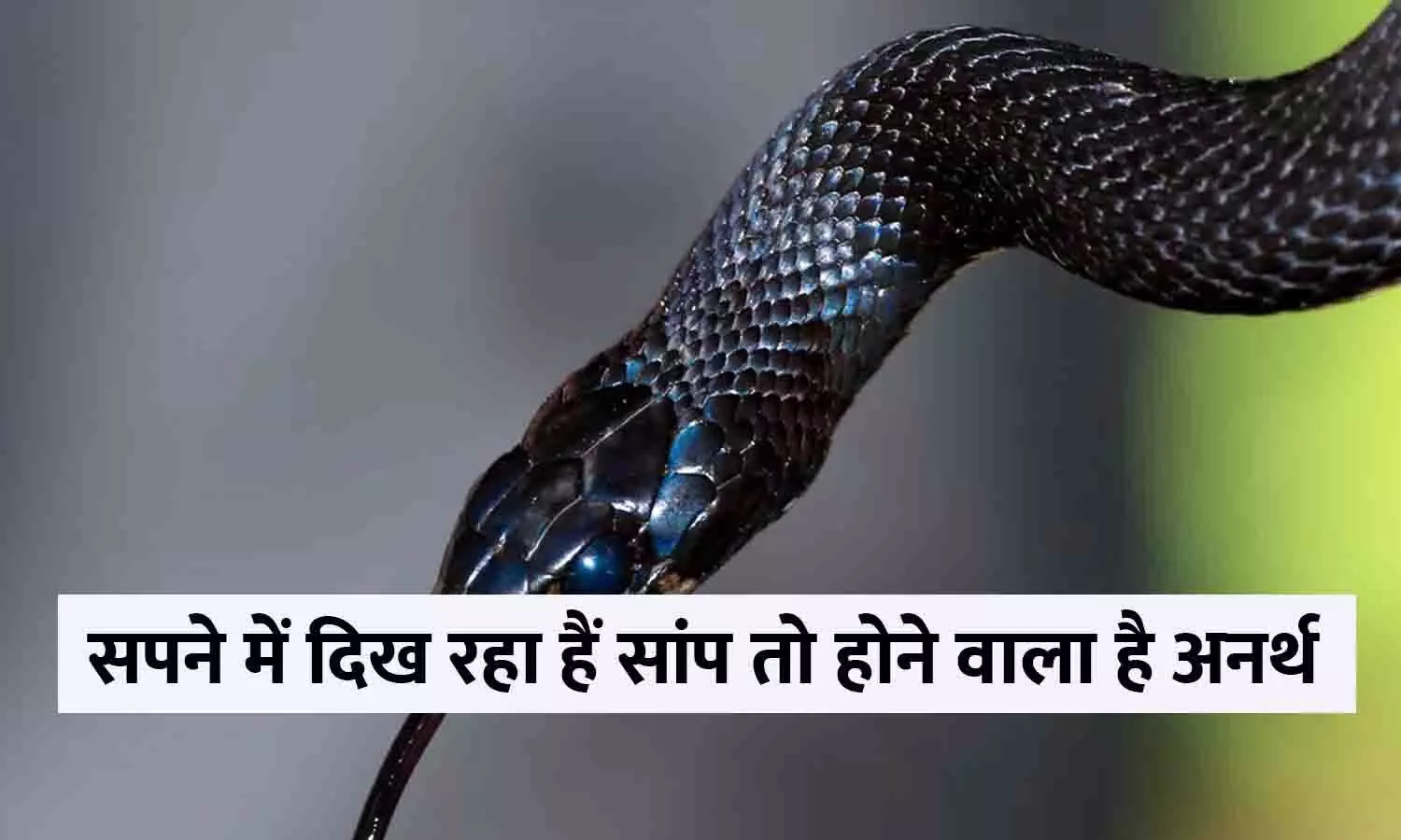 Sapne Me Snake Ko Dekhne Ka Matlb: सपने में दिख रहा हैं सांप तो होने वाला है अनर्थ, बिन देर किए फटाफट जाने