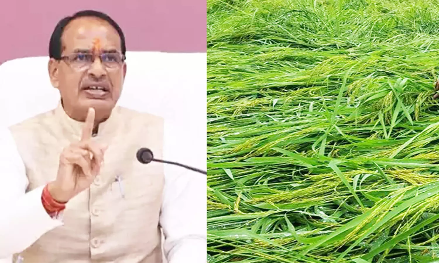 MP के लाखो किसानों के लिए बड़ी खबरः  सीएम शिवराज ने दिए निर्देश, ओलावृष्टि से क्षतिग्रस्त फसलों की 10 दिन के अंदर खाते में भेजी जाएगी राशि