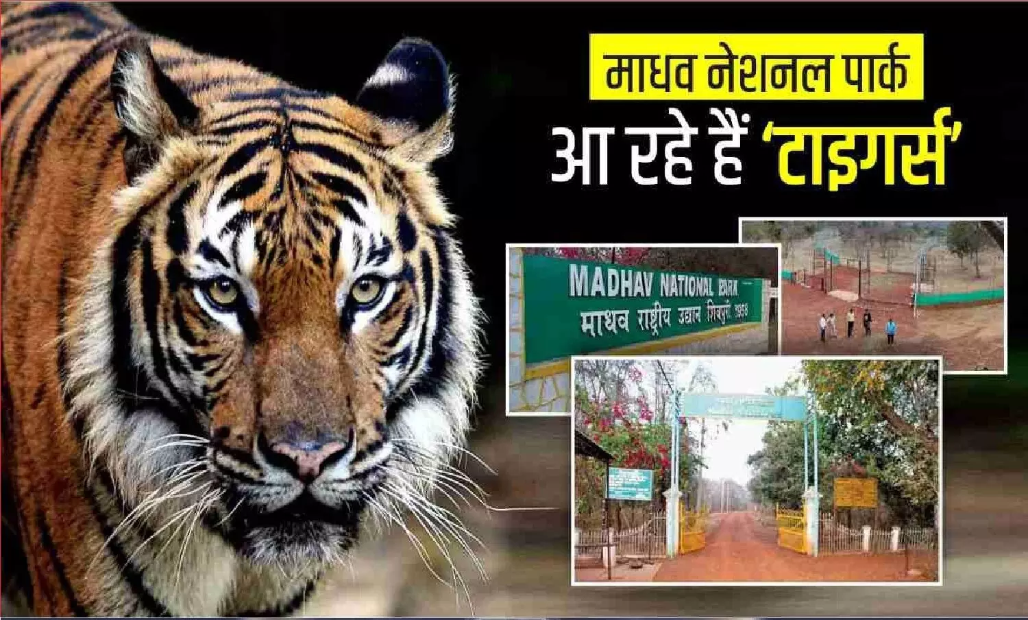 मध्य प्रदेश: शिवपुरी के माधव नेशनल पार्क में छोड़े जाएंगे दो बाघ के जोड़े