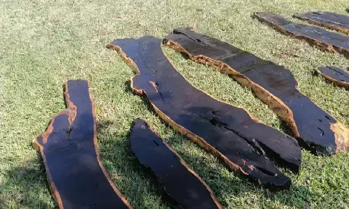 दुनिया की सबसे महंगी लकड़ी Black Wood एक किलो की कीमत जानकर आप हैरान रह जाएंगे