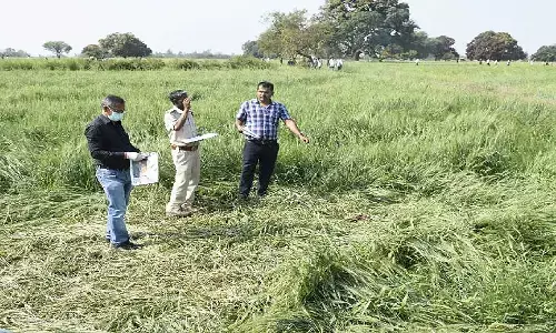 रीवा के पथरी गांव के खेत में क्षत विक्षत हालत में मिला था लापता नाबालिग बच्ची का शव, चाचा निकला कातिल