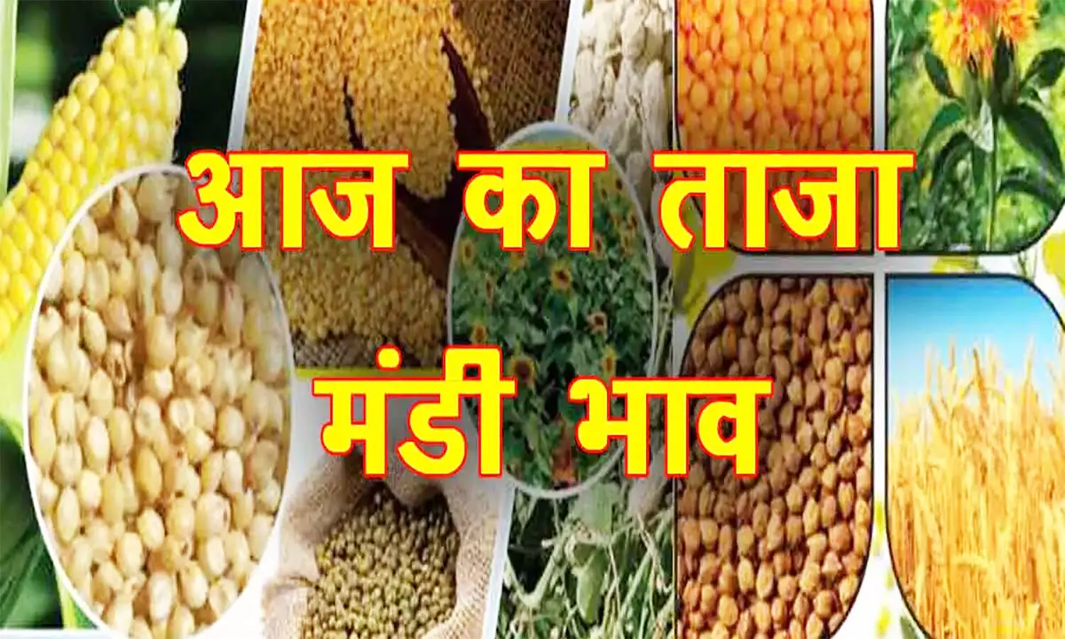 Mandi Bhav: मंडी में डॉलर चना व मूंग के दाम हुए कमजोर, तुअर के रेट में आई जबरदस्त गिरावट